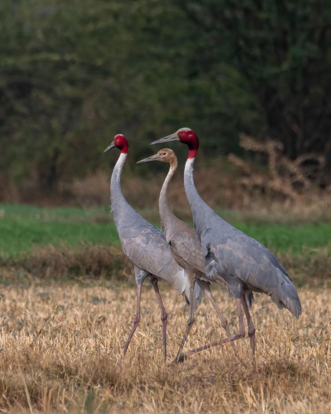 Sarus Crane.jpg
