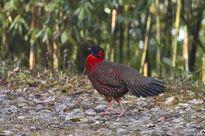 Satyr Tragopan.jpg