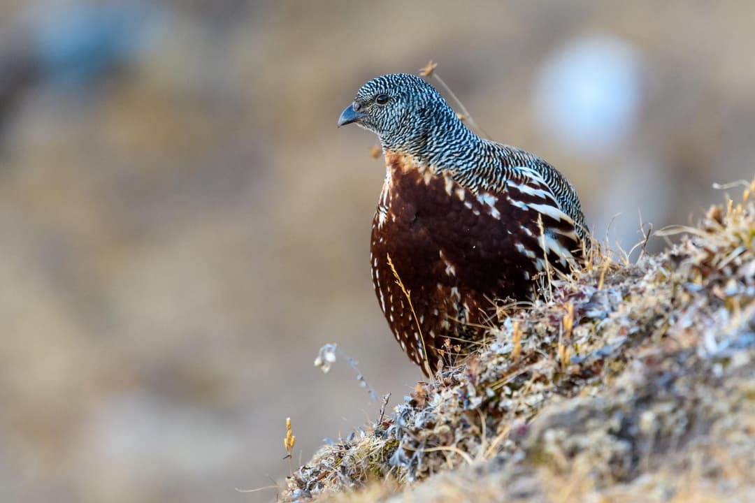 Snow Partridge.jpg