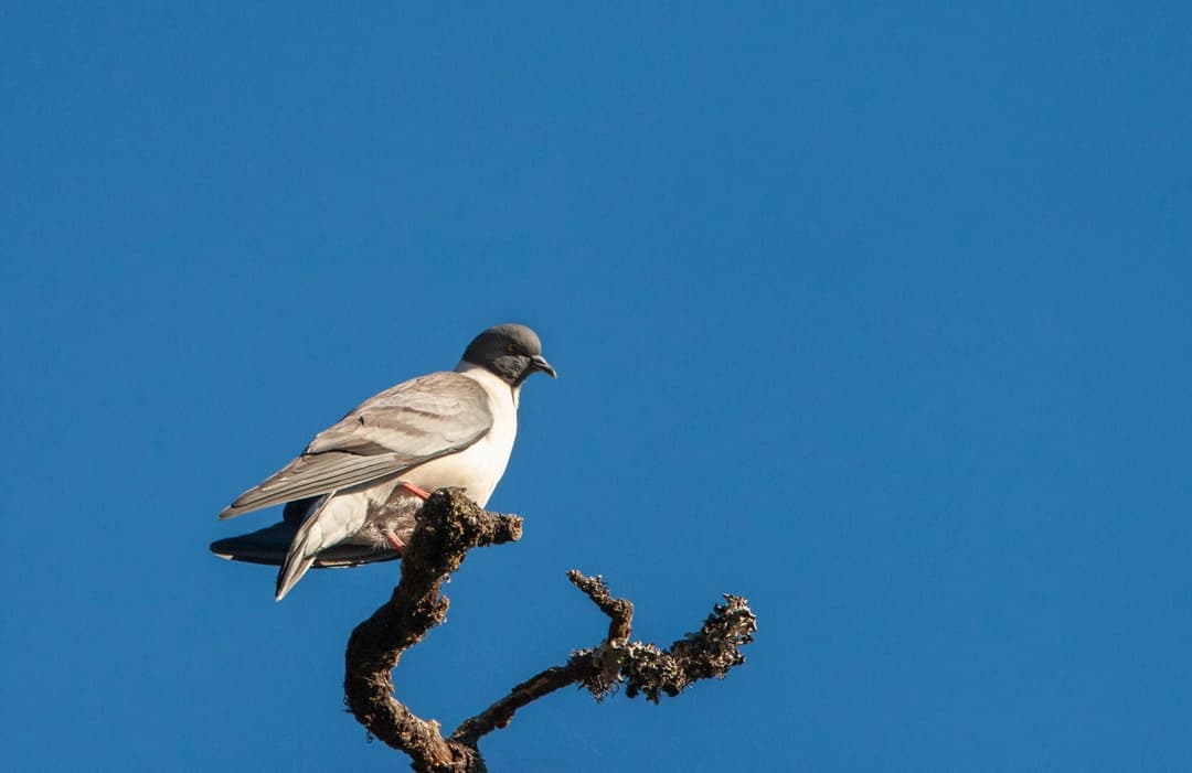 Snow Pigeon.jpg
