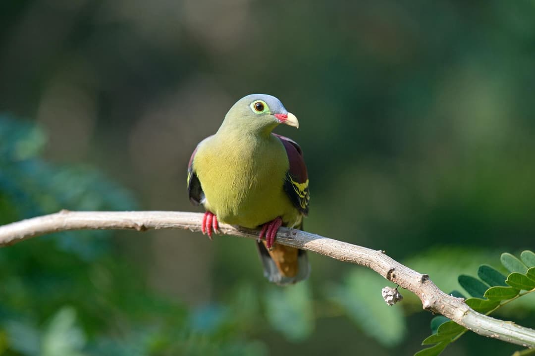 Thick-billed Green-Pigeon.jpg