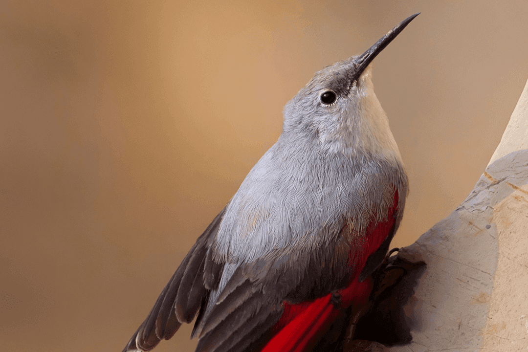 Wallcreeper.png