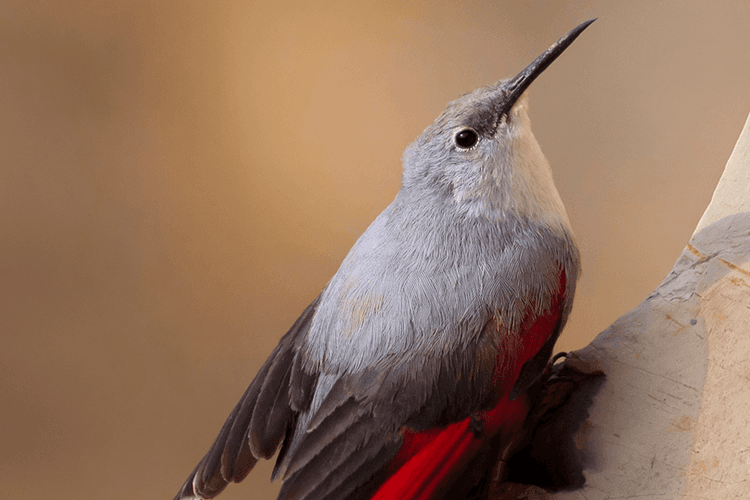 Wallcreeper.png