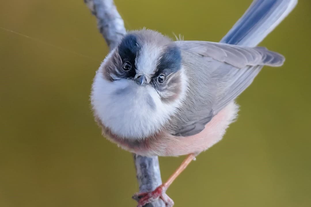 White-throated Tit.jpeg