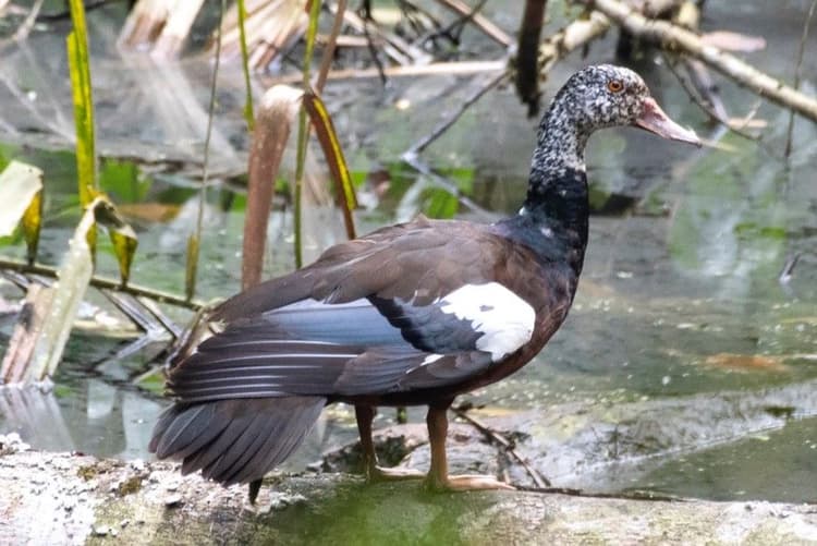 White-winged Duck.jpeg