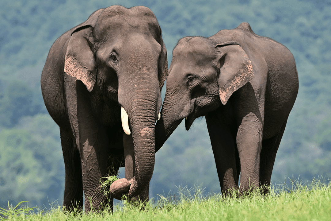 Asian Elephant 01.png