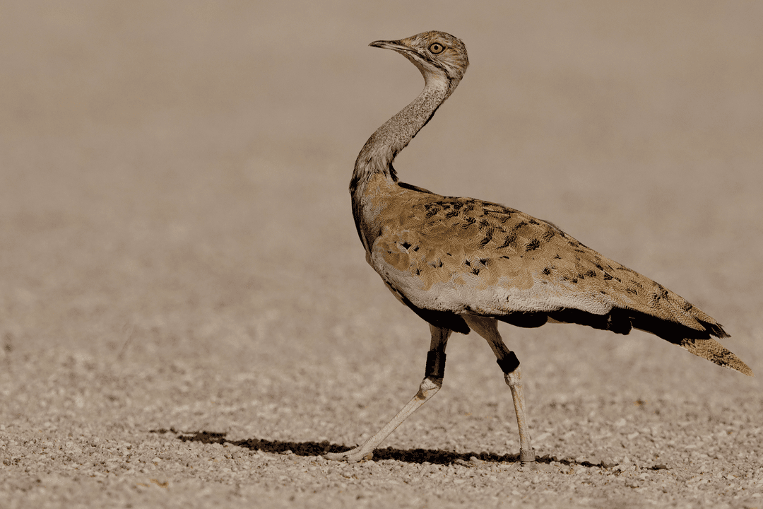 Asian Houbara ( MacQueen's Bustard) 01.png