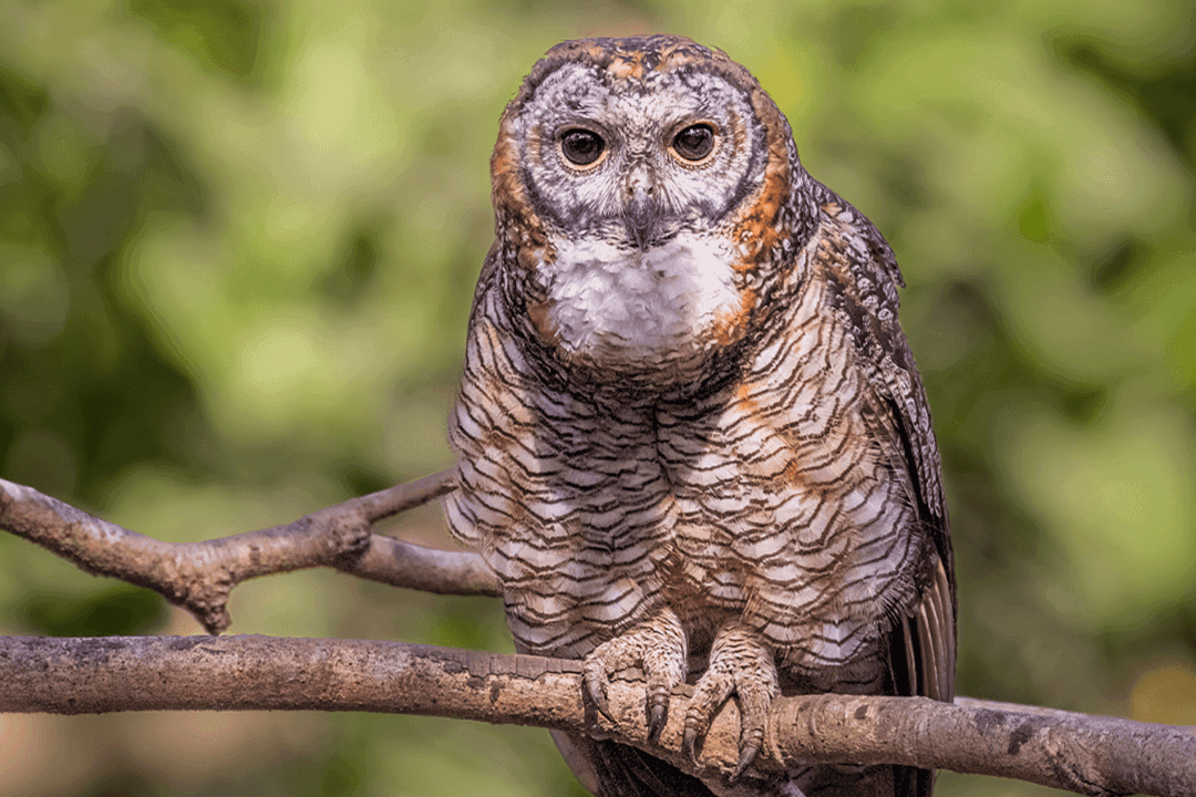 Mottled Wood Owl 01.png