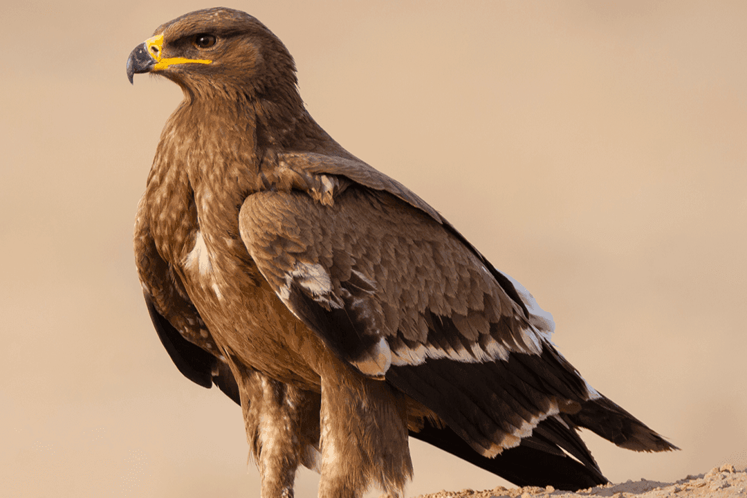 Steppe Eagle 01.png